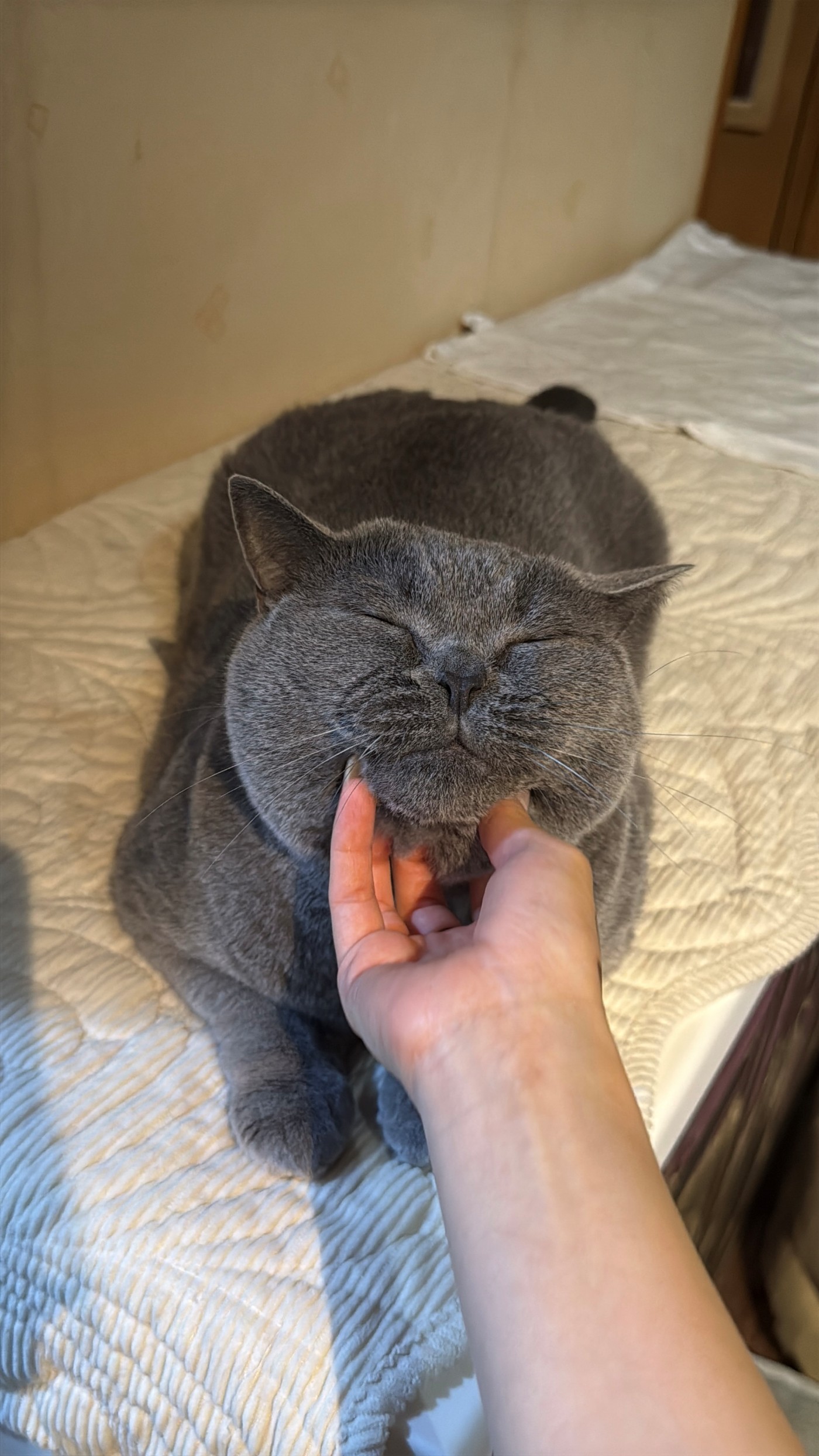 貓貓