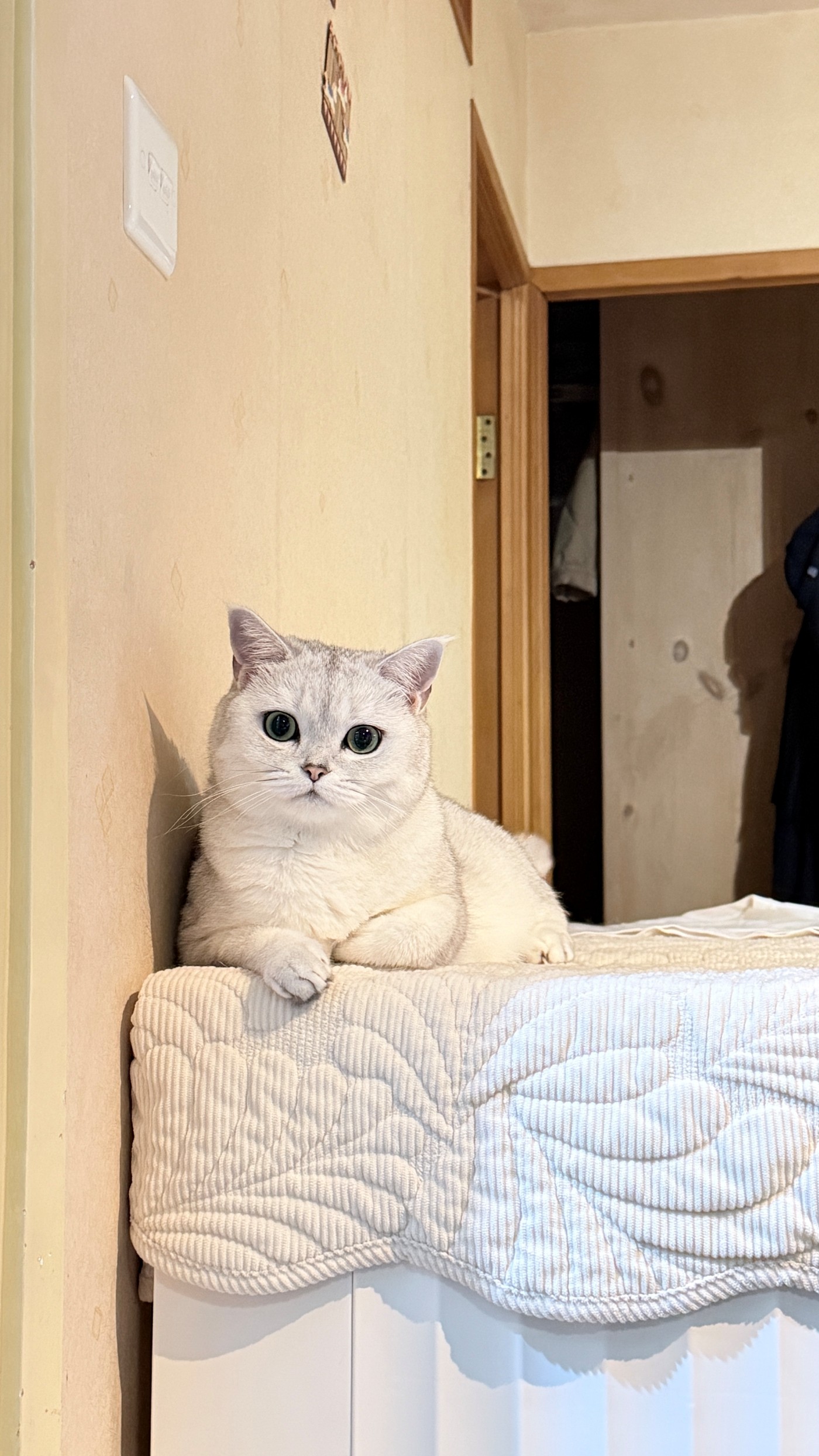 貓貓