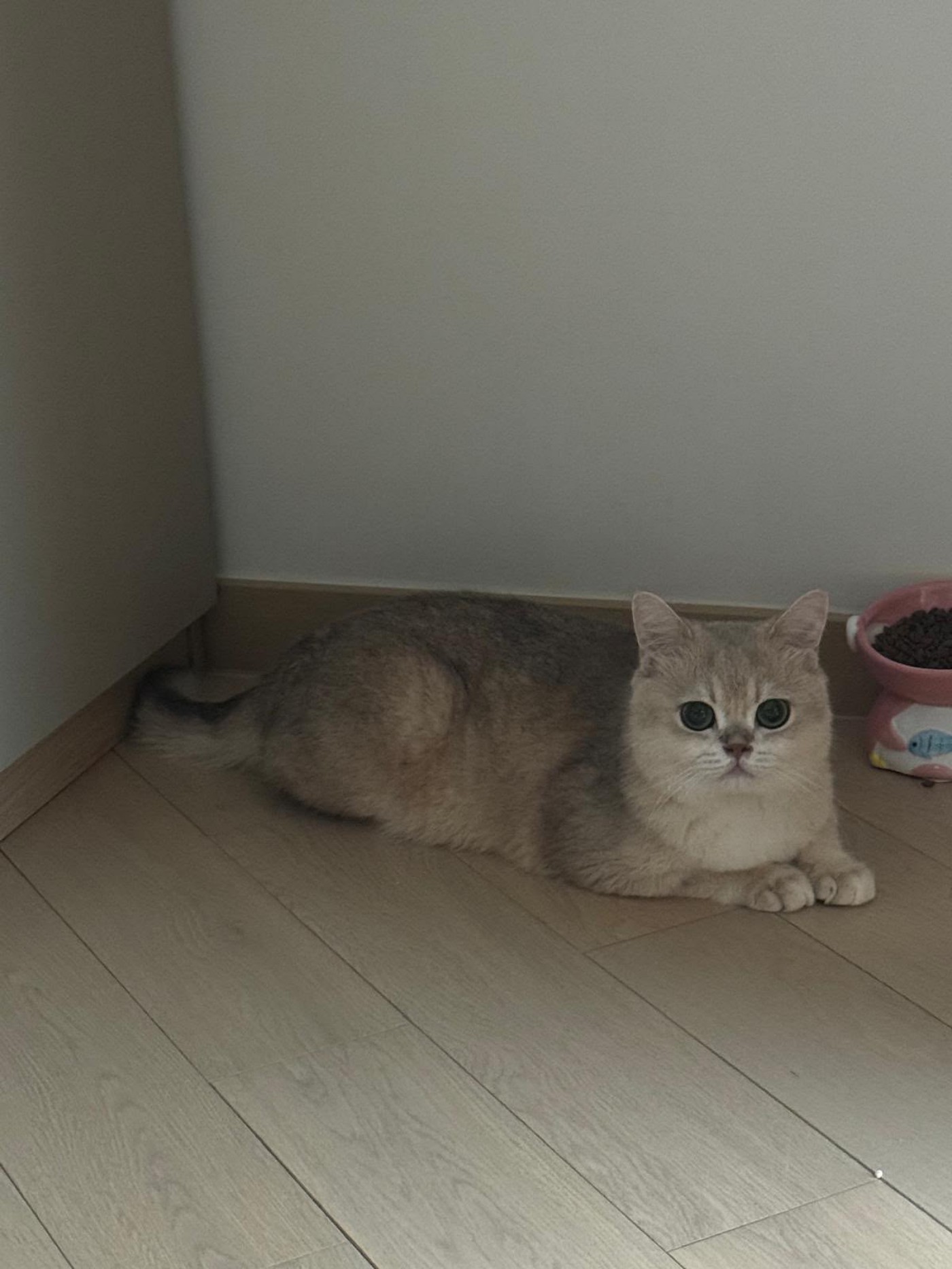 貓貓